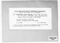 Tranzschelia pruni-spinosae image
